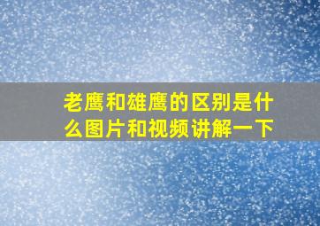 老鹰和雄鹰的区别是什么图片和视频讲解一下