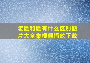 老鹰和鹰有什么区别图片大全集视频播放下载