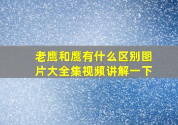 老鹰和鹰有什么区别图片大全集视频讲解一下