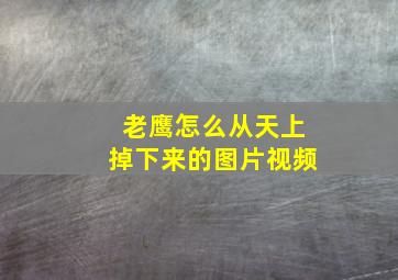 老鹰怎么从天上掉下来的图片视频