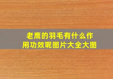 老鹰的羽毛有什么作用功效呢图片大全大图