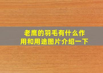 老鹰的羽毛有什么作用和用途图片介绍一下