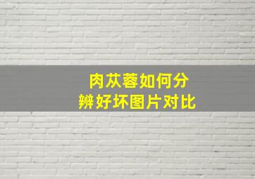 肉苁蓉如何分辨好坏图片对比