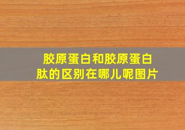 胶原蛋白和胶原蛋白肽的区别在哪儿呢图片