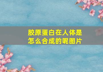 胶原蛋白在人体是怎么合成的呢图片