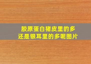 胶原蛋白猪皮里的多还是银耳里的多呢图片