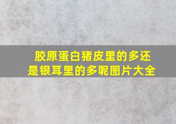 胶原蛋白猪皮里的多还是银耳里的多呢图片大全