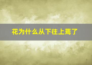 花为什么从下往上蔫了