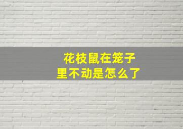 花枝鼠在笼子里不动是怎么了