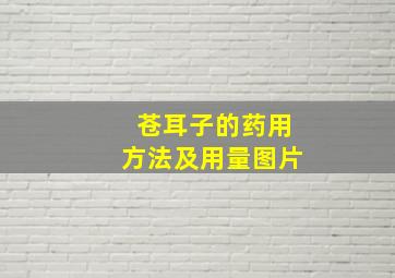 苍耳子的药用方法及用量图片