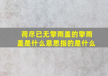 荷尽已无擎雨盖的擎雨盖是什么意思指的是什么