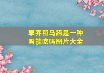 荸荠和马蹄是一种吗能吃吗图片大全