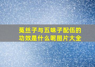 菟丝子与五味子配伍的功效是什么呢图片大全