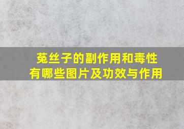 菟丝子的副作用和毒性有哪些图片及功效与作用