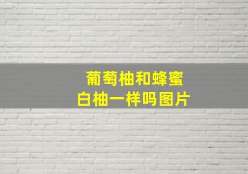 葡萄柚和蜂蜜白柚一样吗图片