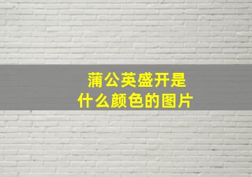 蒲公英盛开是什么颜色的图片