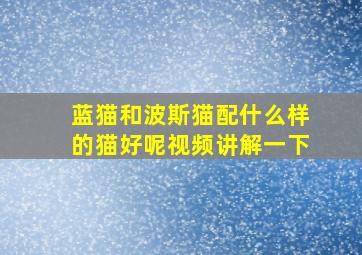 蓝猫和波斯猫配什么样的猫好呢视频讲解一下