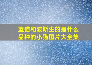 蓝猫和波斯生的是什么品种的小猫图片大全集