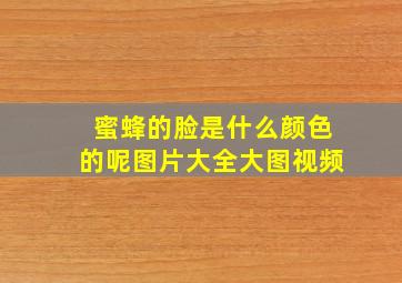 蜜蜂的脸是什么颜色的呢图片大全大图视频