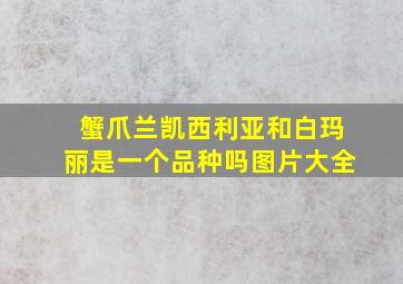 蟹爪兰凯西利亚和白玛丽是一个品种吗图片大全