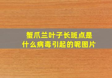 蟹爪兰叶子长斑点是什么病毒引起的呢图片