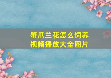 蟹爪兰花怎么饲养视频播放大全图片