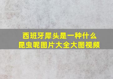 西班牙犀头是一种什么昆虫呢图片大全大图视频