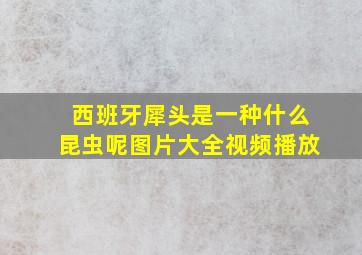 西班牙犀头是一种什么昆虫呢图片大全视频播放