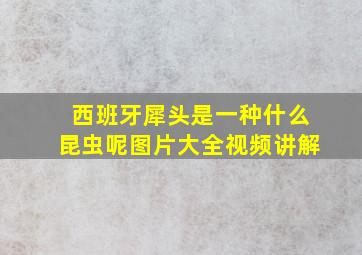 西班牙犀头是一种什么昆虫呢图片大全视频讲解