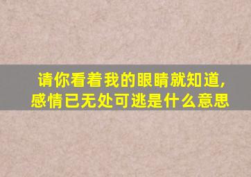 请你看着我的眼睛就知道,感情已无处可逃是什么意思