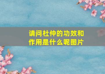 请问杜仲的功效和作用是什么呢图片