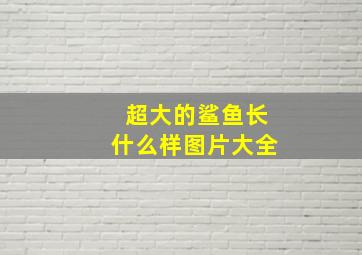 超大的鲨鱼长什么样图片大全