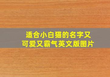 适合小白猫的名字又可爱又霸气英文版图片