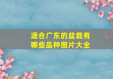 适合广东的盆栽有哪些品种图片大全