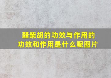 醋柴胡的功效与作用的功效和作用是什么呢图片