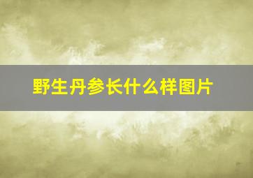 野生丹参长什么样图片