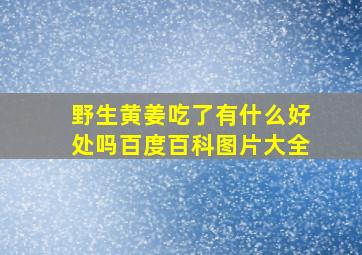 野生黄姜吃了有什么好处吗百度百科图片大全