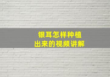 银耳怎样种植出来的视频讲解