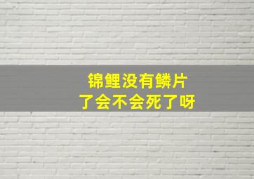 锦鲤没有鳞片了会不会死了呀