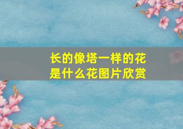 长的像塔一样的花是什么花图片欣赏