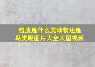 雄鹰是什么类动物还是鸟类呢图片大全大图视频