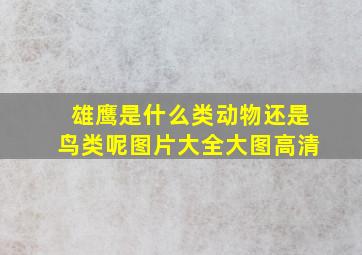 雄鹰是什么类动物还是鸟类呢图片大全大图高清