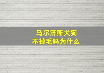 马尔济斯犬狗不掉毛吗为什么