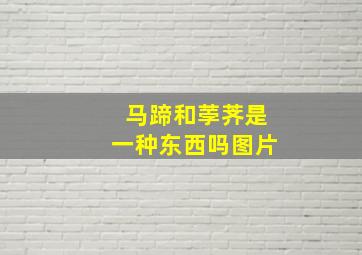 马蹄和荸荠是一种东西吗图片