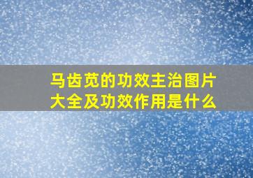 马齿苋的功效主治图片大全及功效作用是什么