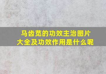 马齿苋的功效主治图片大全及功效作用是什么呢