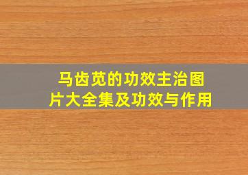 马齿苋的功效主治图片大全集及功效与作用