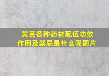 黄芪各种药材配伍功效作用及禁忌是什么呢图片