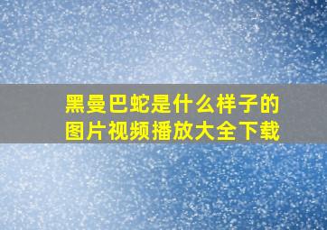 黑曼巴蛇是什么样子的图片视频播放大全下载