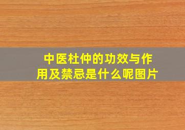 中医杜仲的功效与作用及禁忌是什么呢图片